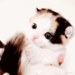 怎么判断一个小奶猫性格好,怎么判断小奶猫羊水干没干净