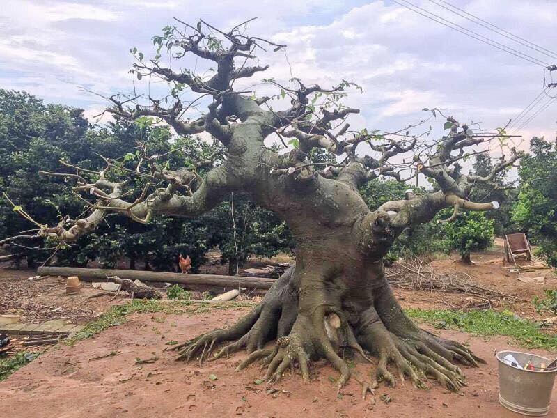 下山桩的种类和栽培方法,下山桩的最佳栽培方法