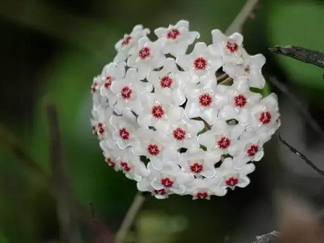秋天花卉浇水的方法,秋天兰花养护技巧