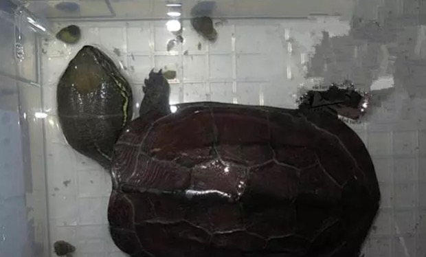 大头母草龟怎么养,怎么挑选大头草龟