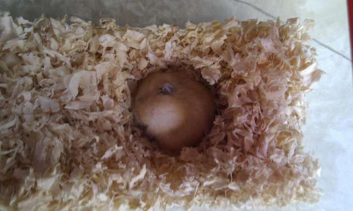 新手养仓鼠注意事项仓鼠寿命,仓鼠的寿命大概有多长时间呢