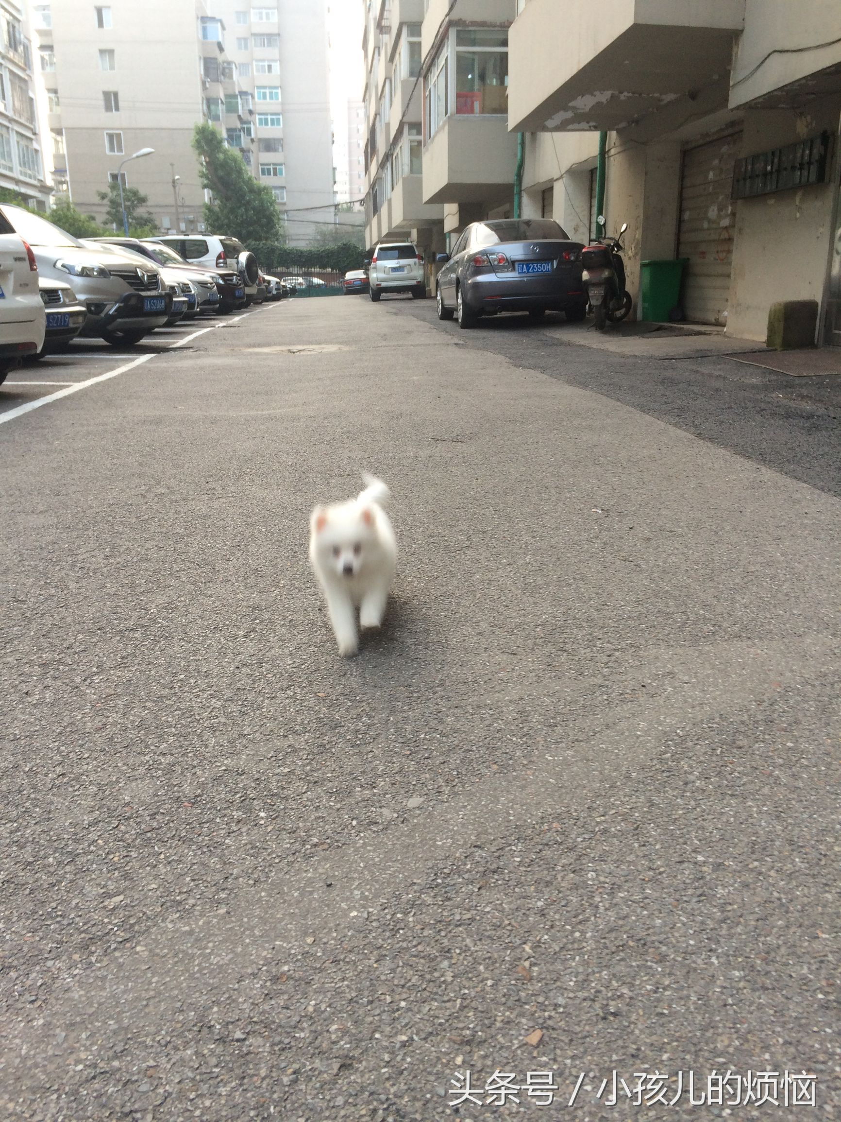 小学生作文写狗的文章,小学生作文夜里