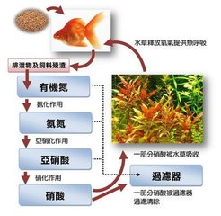 孔雀鱼硝化细菌养水的正确方法,观赏鱼水质硝化细菌