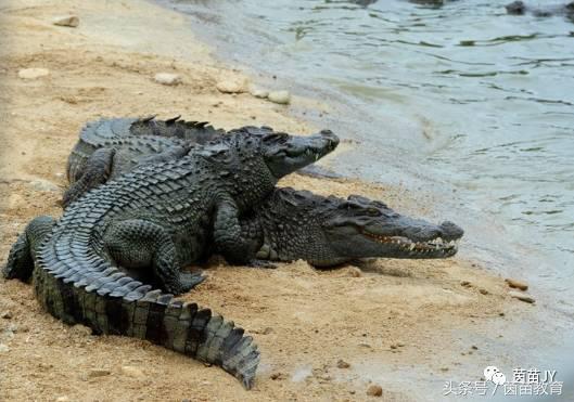 有趣的动物二年级口语交际猫,二年级作文有趣的动物200字左右