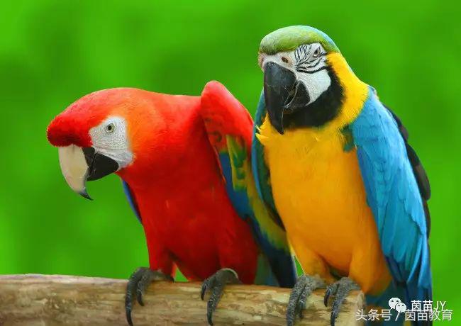 有趣的动物二年级口语交际猫,二年级作文有趣的动物200字左右