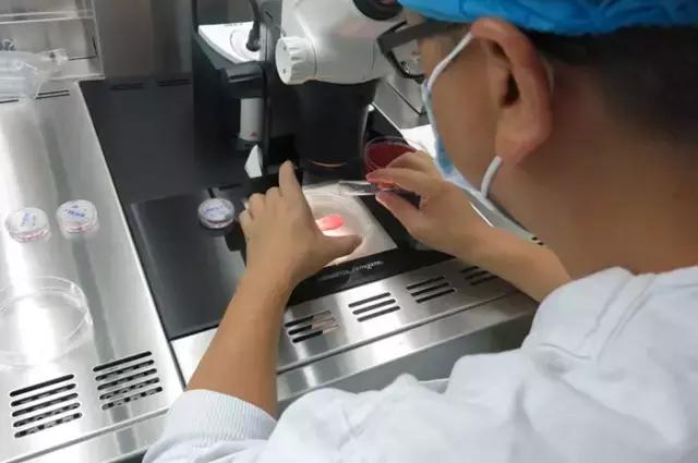 太神奇！生殖医学博士揭秘试管婴儿全过程！