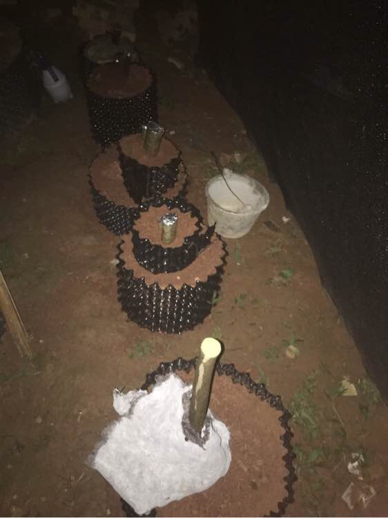 下山桩的种类和栽培方法,下山桩的最佳栽培方法