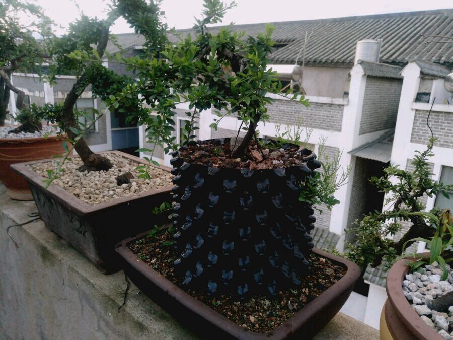 下山桩的种类和栽培方法,下山桩的最佳栽培方法