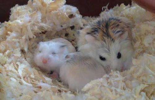 新手养仓鼠注意事项仓鼠寿命,仓鼠的寿命大概有多长时间呢