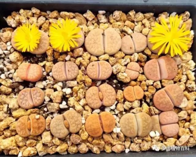 多肉植物杀虫除菌药,多肉植物怎么杀菌用什么药物杀