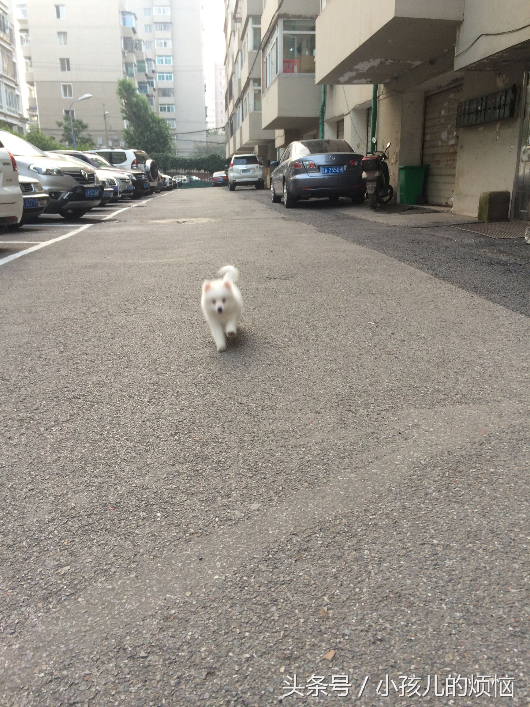 小学生作文写狗的文章,小学生作文夜里