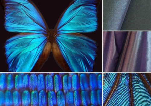 这些动物都是谁的守护神,哪些动物是人类的老师