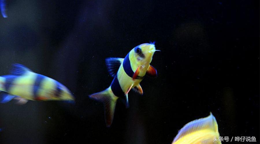 不装死，你会死吗——解密我的萌宠三间鼠鱼