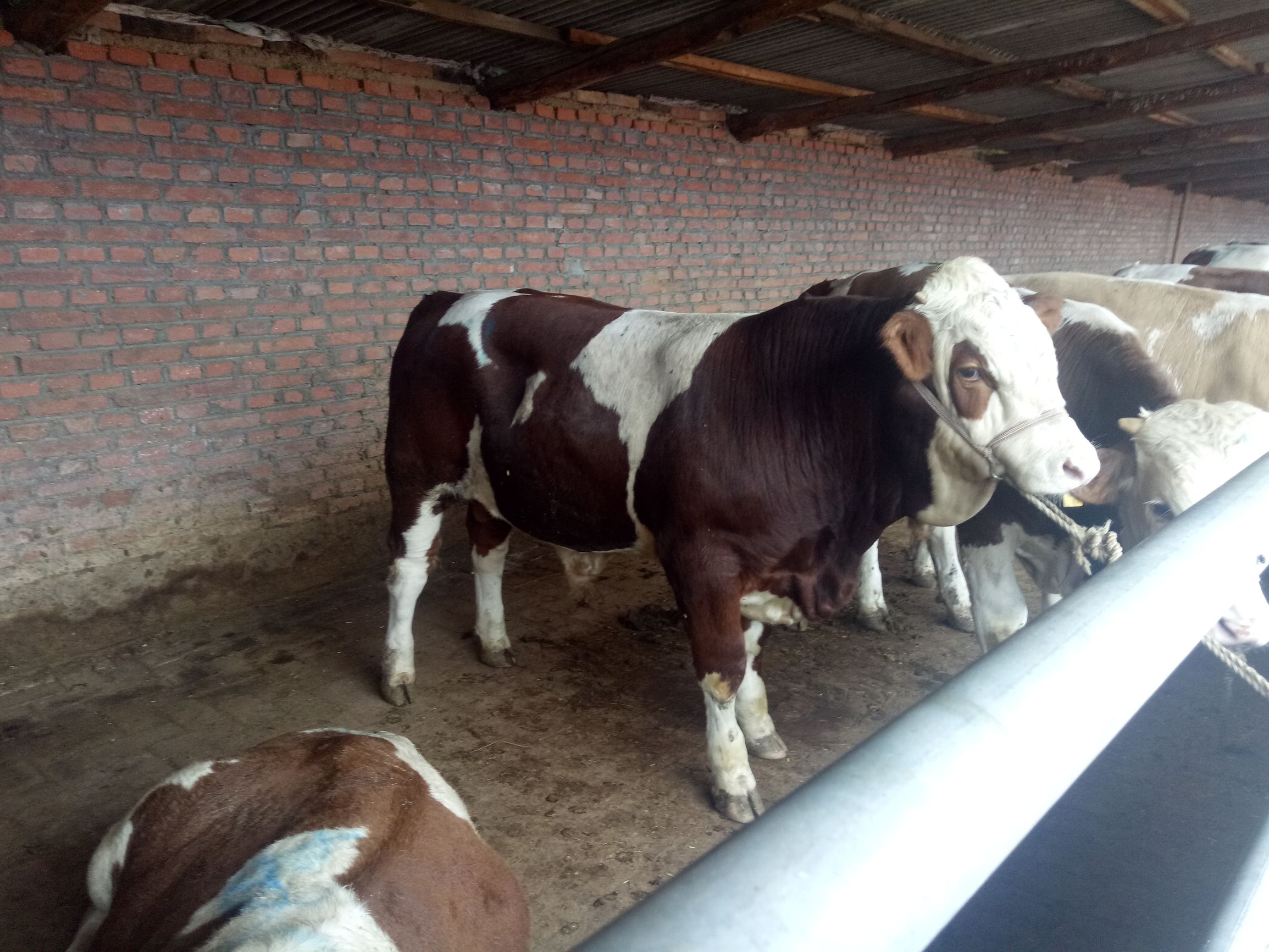 牛的常见病及养殖技术,牛的常见病中药治疗法