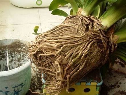 君子兰挖掉生长点,不小心把君子兰的根剪短了怎么办