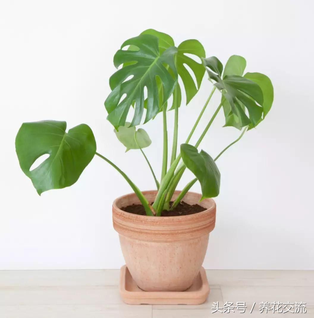 室内吸甲醛最好的绿植是什么,净化室内甲醛的绿植是什么