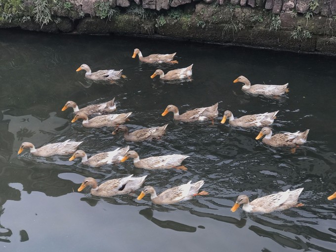 极限挑战徽州古城视频,极限挑战徽州府衙