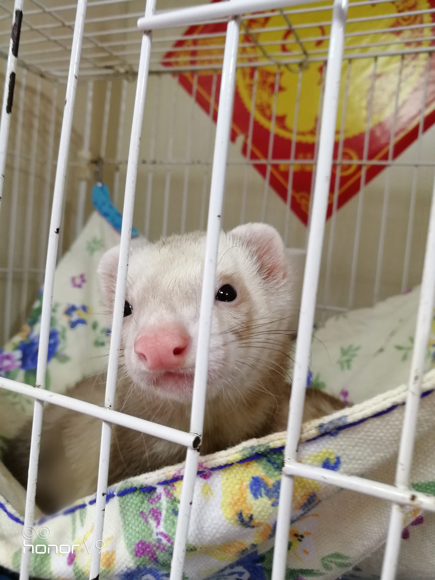 荣耀v9手机体验评测,荣耀v9真机评测