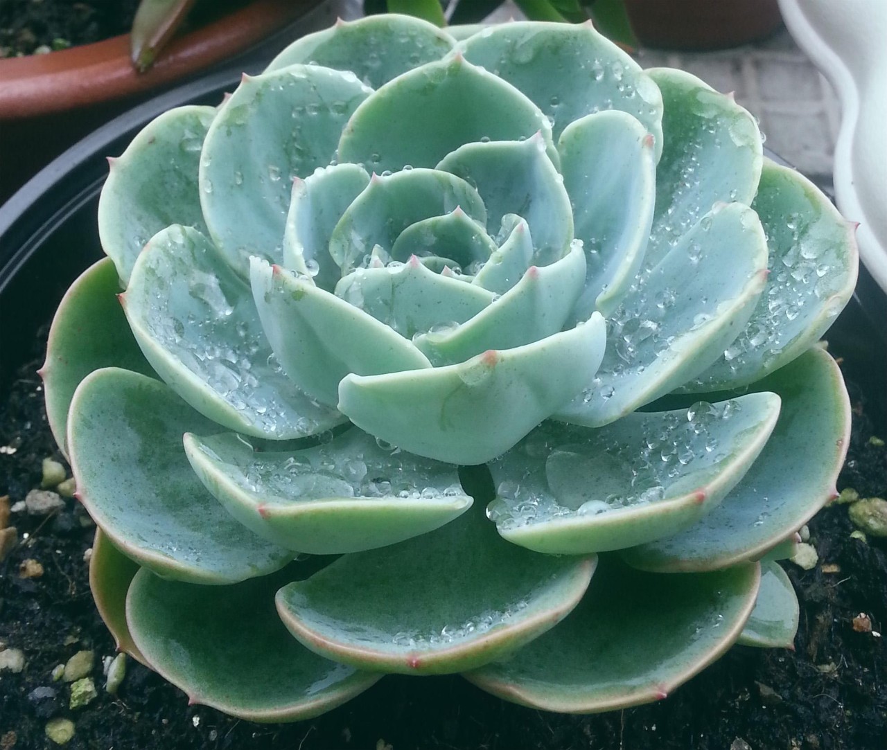 秋天如何养护玉蝶多肉,多肉玉蝶的养护