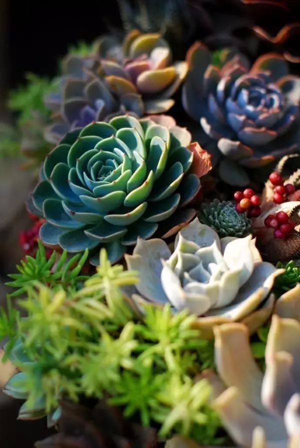 秋天如何养护玉蝶多肉,多肉玉蝶的养护