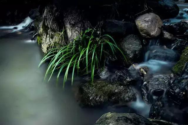 兰花到底美在哪里为什么那么贵,兰花之美只有中国人最懂