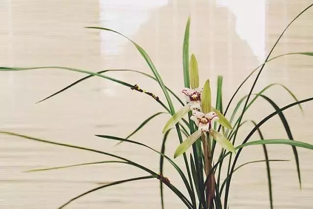 兰花到底美在哪里为什么那么贵,兰花之美只有中国人最懂