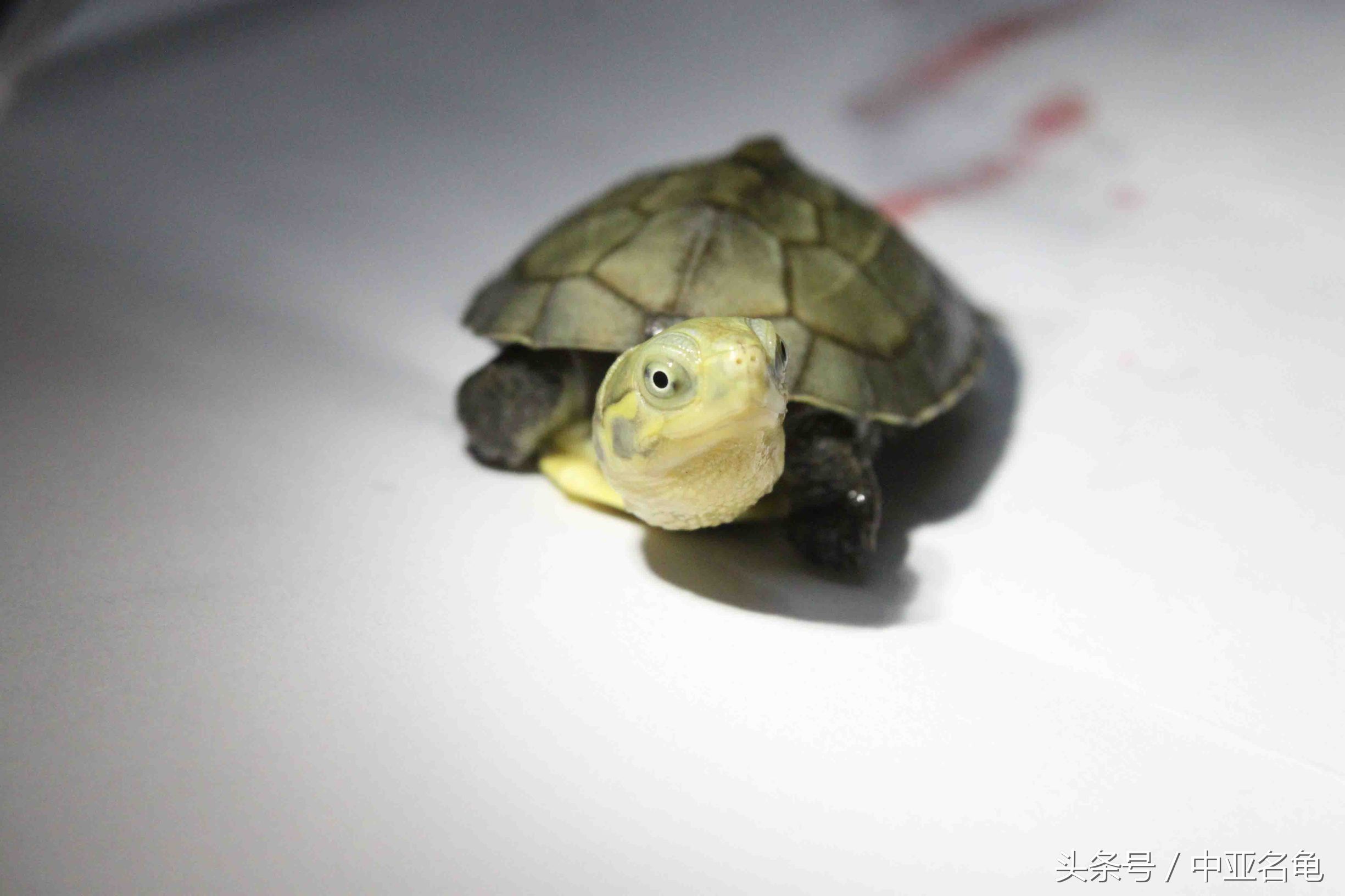 石金钱龟的现状,石金钱龟为何会跌落神坛