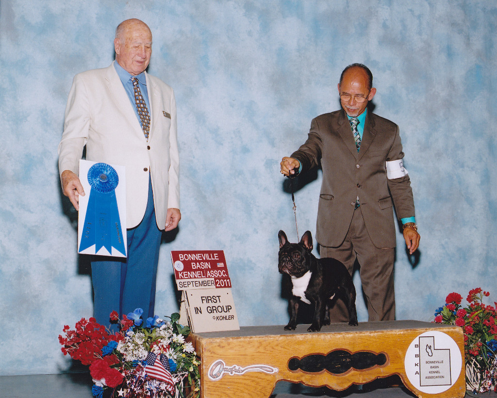 美国akc犬品种大全,法国斗牛犬详情介绍大全