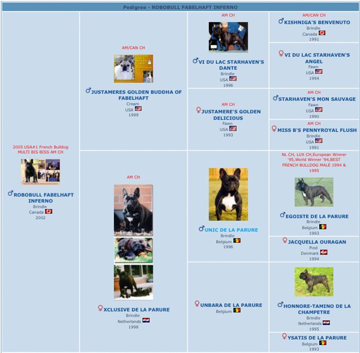 美国akc犬品种大全,法国斗牛犬详情介绍大全