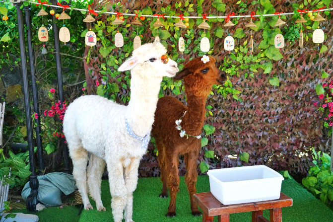 三亚国庆游,国庆节快到了约个男朋友回家