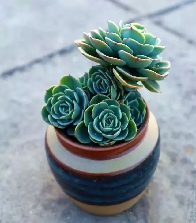 秋天如何养护玉蝶多肉,多肉玉蝶的养护