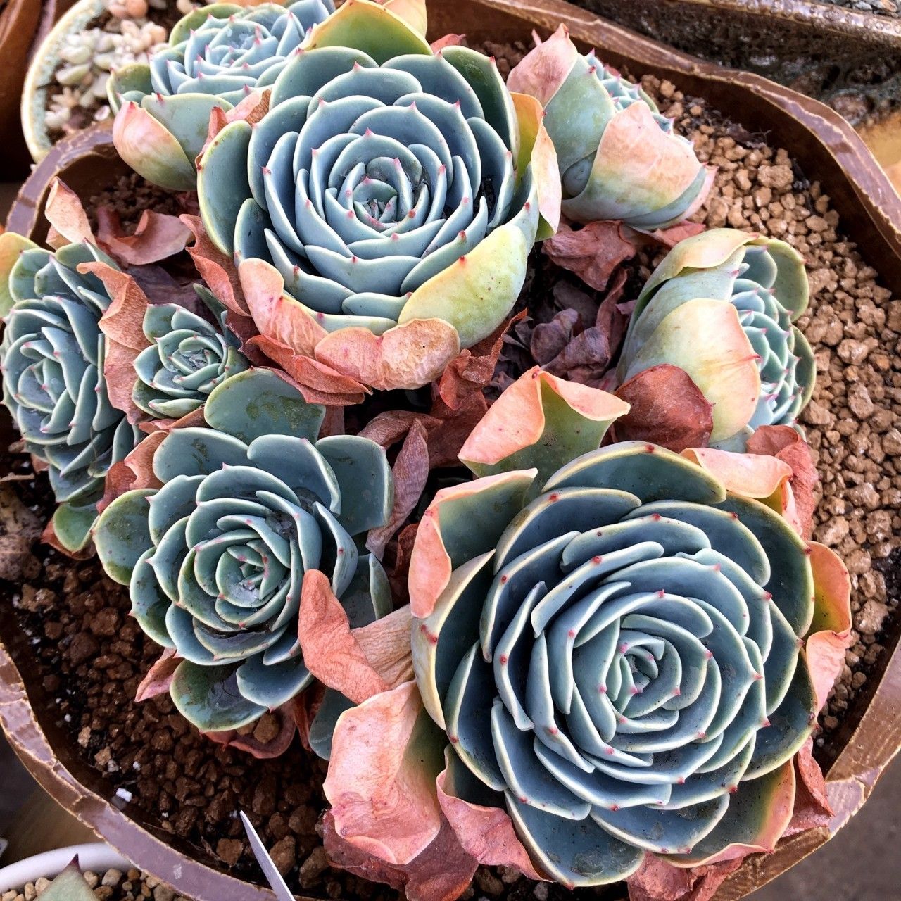 秋天如何养护玉蝶多肉,多肉玉蝶的养护