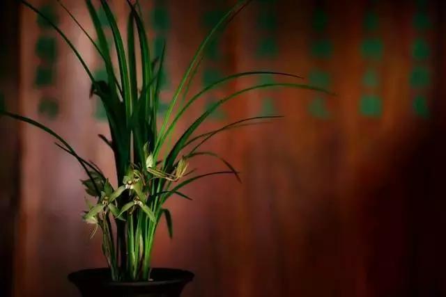 兰花到底美在哪里为什么那么贵,兰花之美只有中国人最懂