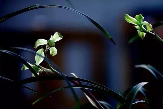 兰花到底美在哪里为什么那么贵,兰花之美只有中国人最懂