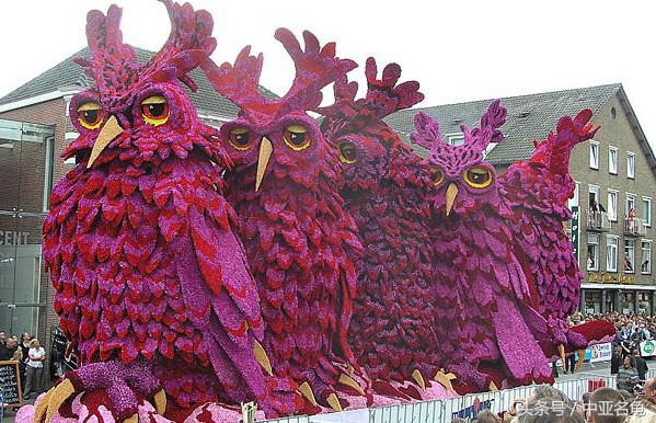 石金钱龟的现状,石金钱龟为何会跌落神坛