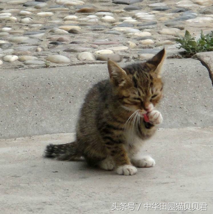 喵星人洗脸吧教程,喵星人怎么洗脸