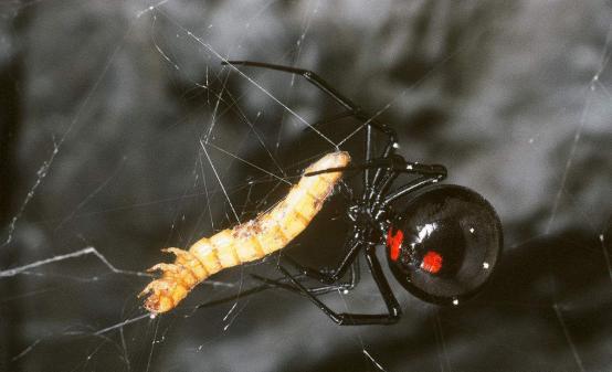 蜘蛛侠英雄归来蜘蛛侠穿蜘蛛侠战衣,蜘蛛侠英雄归来解析