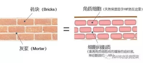脸过敏发痒发红怎么治吃维生素b2,换季脸上过敏发红发痒补水有用吗