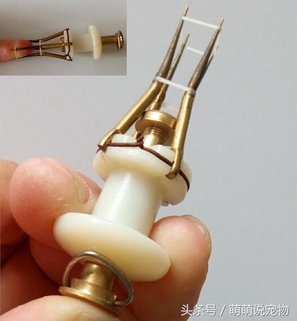 泰迪和贵宾和比熊,断尾泰迪与没有断尾为什么那么贵