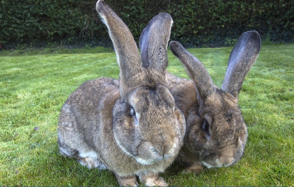 发酵床对兔子有用吗,发酵床养殖兔子可行