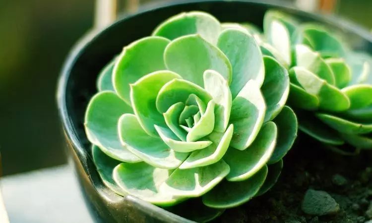 秋天如何养护玉蝶多肉,多肉玉蝶的养护