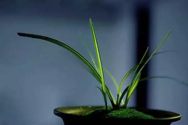 兰花到底美在哪里为什么那么贵,兰花之美只有中国人最懂