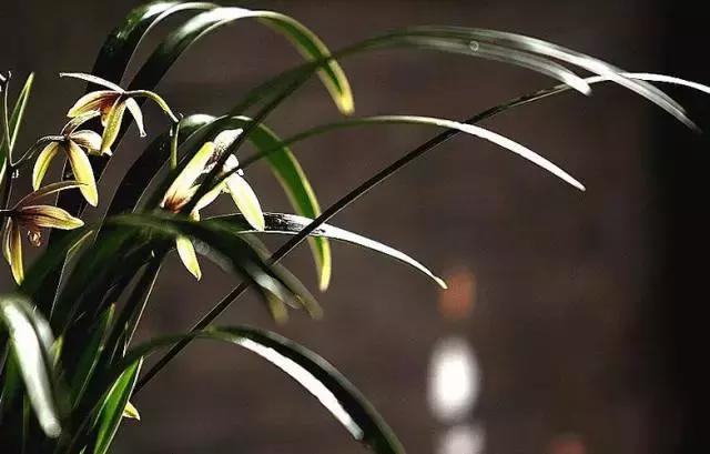 兰花到底美在哪里为什么那么贵,兰花之美只有中国人最懂