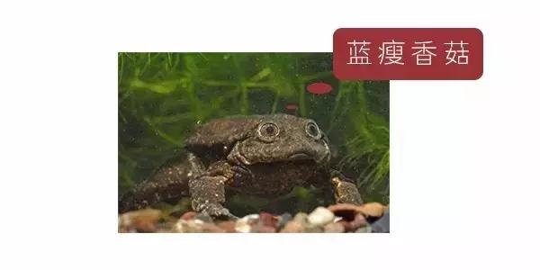 干了这杯“粪酒”,你说什么我都信!