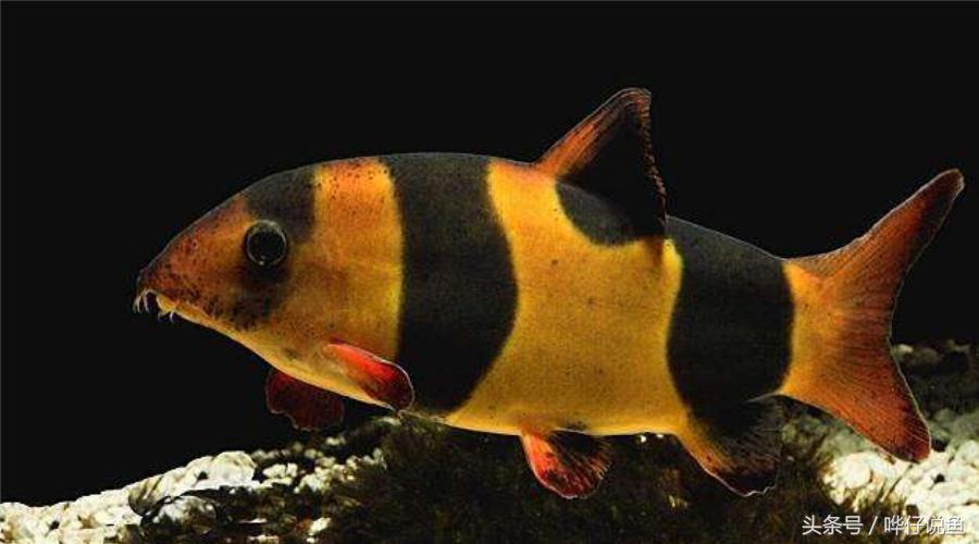 不装死，你会死吗——解密我的萌宠三间鼠鱼