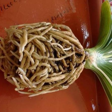 君子兰挖掉生长点,不小心把君子兰的根剪短了怎么办