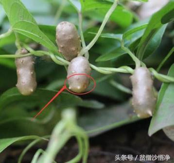 白发越来越多教你一招白发变黑发,白头发染黑天然方法