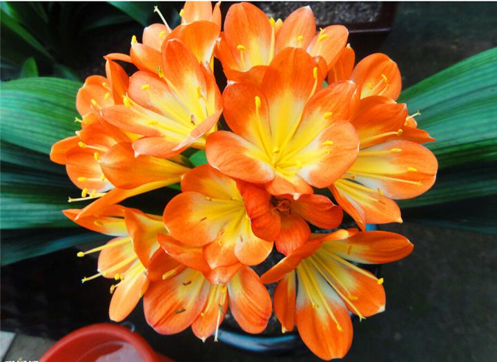 君子兰的养殖方法怎么养才茂盛,开花君子兰的养殖方法和注意事项