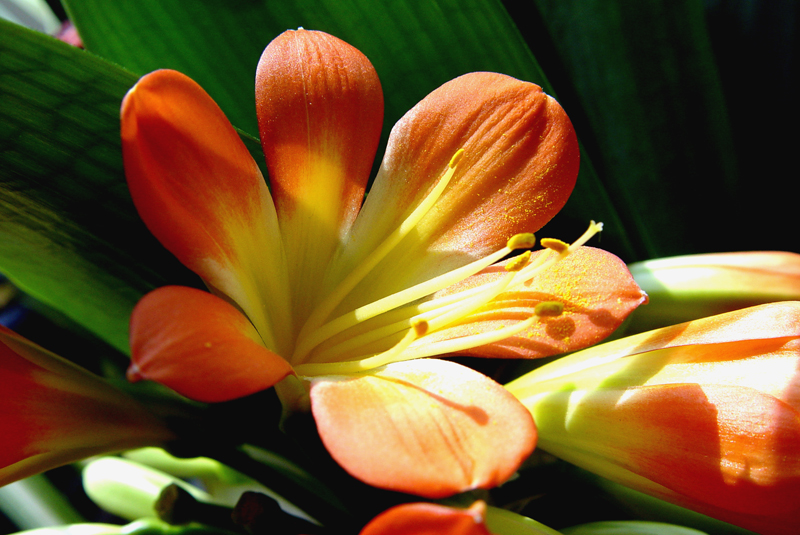 君子兰的养殖方法怎么养才茂盛,开花君子兰的养殖方法和注意事项