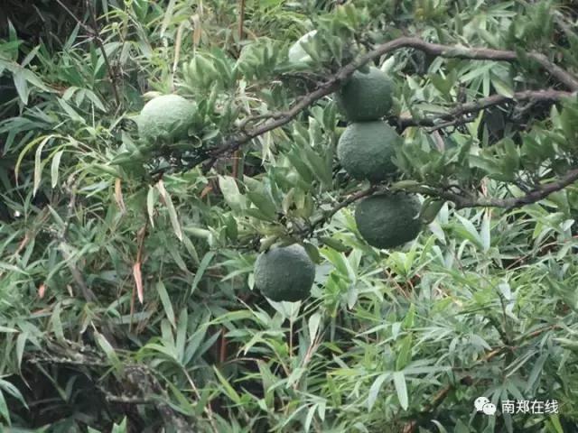 香橼果怎么闻香,香橼可以闻香吗